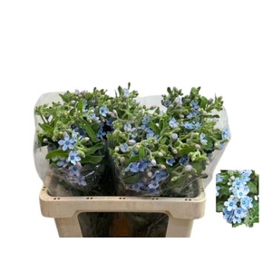 Oxypetal Tan Pur Blu