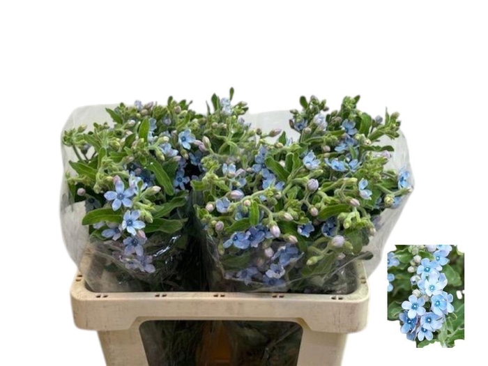 <h4>Oxypetal Tan Pur Blu</h4>