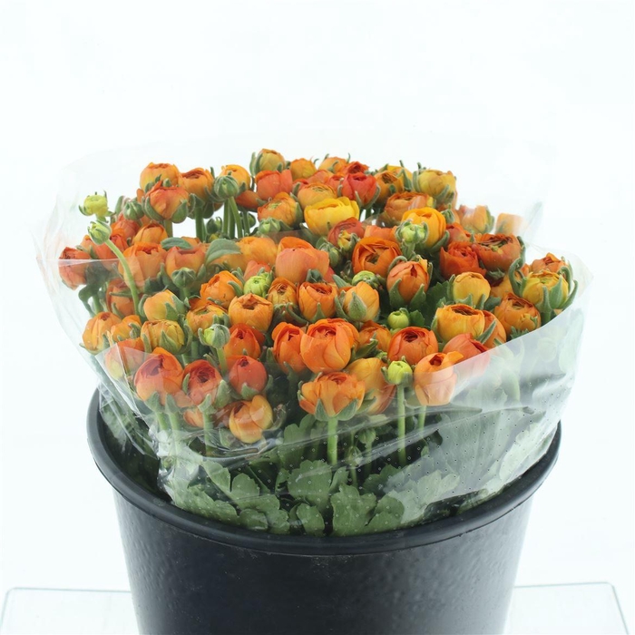 <h4>Ran El Sr Orange Extra</h4>