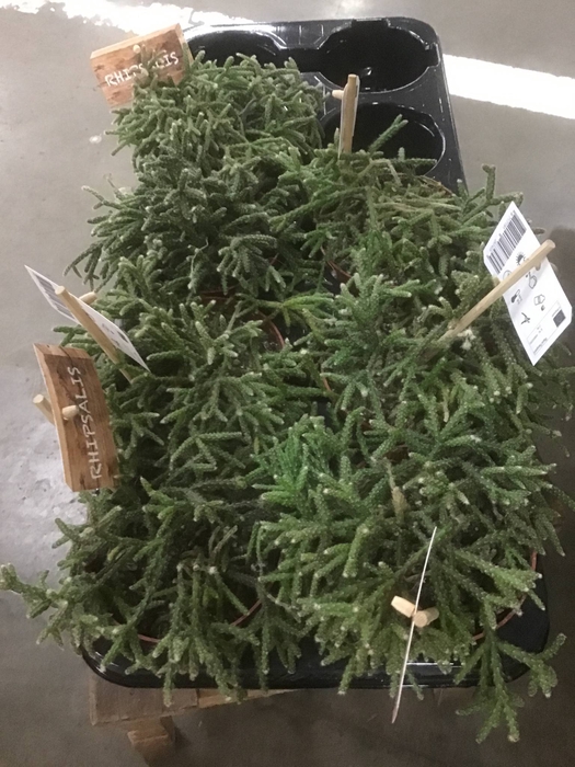 Rhipsalis mesembryanthemoides (Cites) 12Ø 20cm