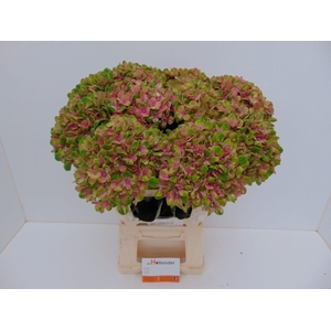 Hydr M Coral GROWER DIRECT