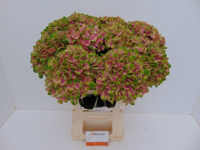 <h4>Hydr M Coral GROWER DIRECT</h4>