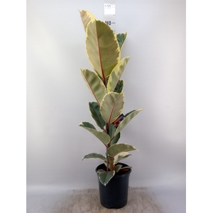 Ficus elastica 'Tineke'