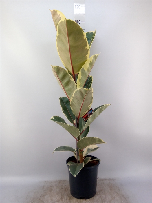 <h4>Ficus elastica 'Tineke'</h4>