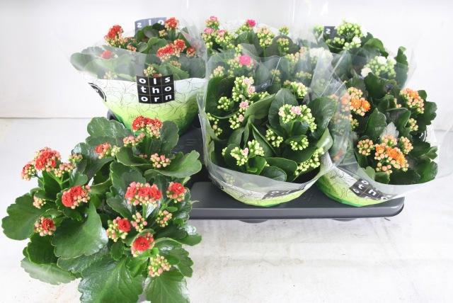 <h4>KAL GE GEM 5 KL</h4>