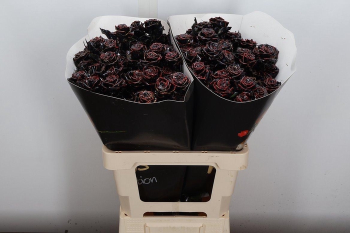 <h4>R Tr Wx Flaming Black Xl</h4>