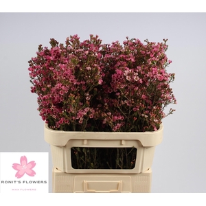 Chame Sarahs Delight