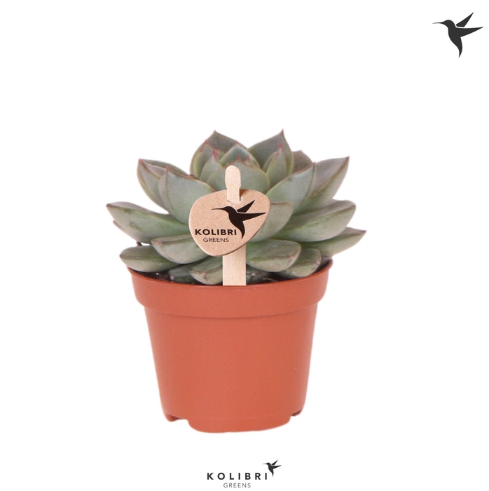 <h4>Kolibri Greens Succulenten Echeveria Green Gilvia</h4>