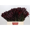 Leucadendron Saf Sunset Dark R.