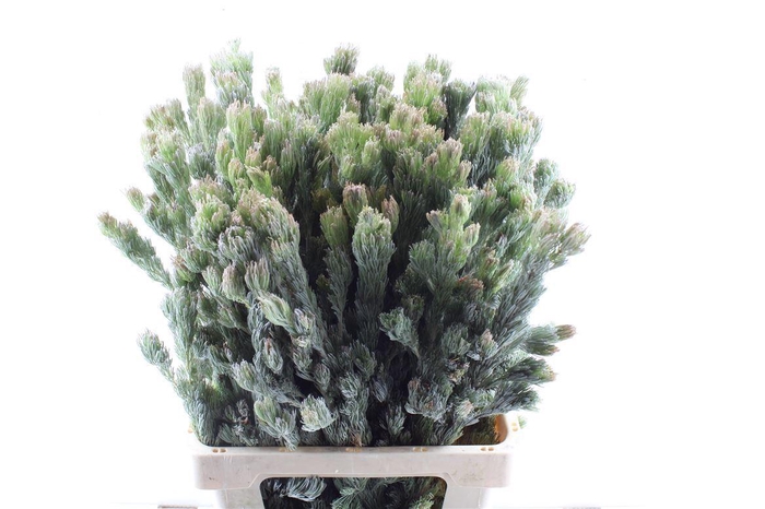 <h4>Kaaps Adenanthos</h4>