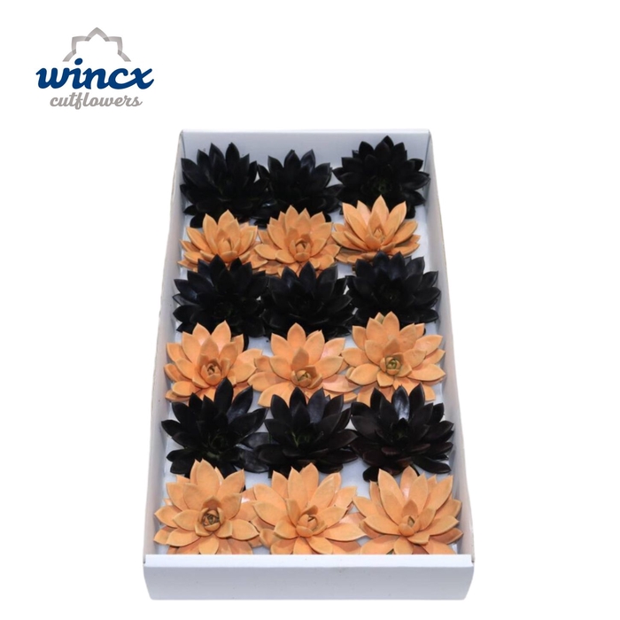 <h4>Echeveria Paint Halloween Mix Cutflower Wincx-8cm</h4>