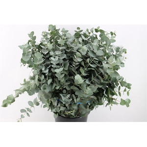 Euca Cinerea 400gr P Bunch