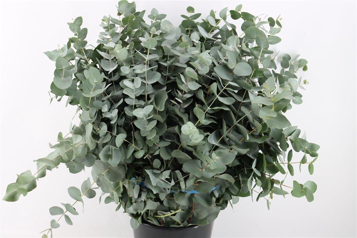 <h4>Euca Cinerea 400gr P Bunch</h4>