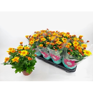 CHRYS SPLASH YELLOW