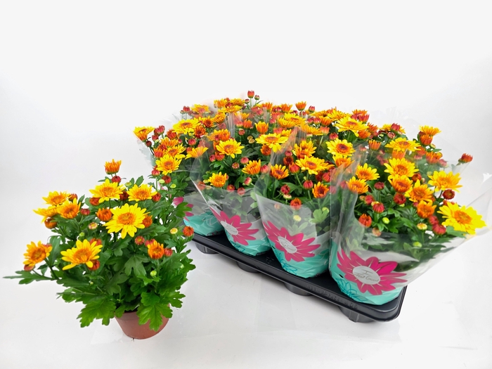 <h4>CHRYS SPLASH YELLOW</h4>