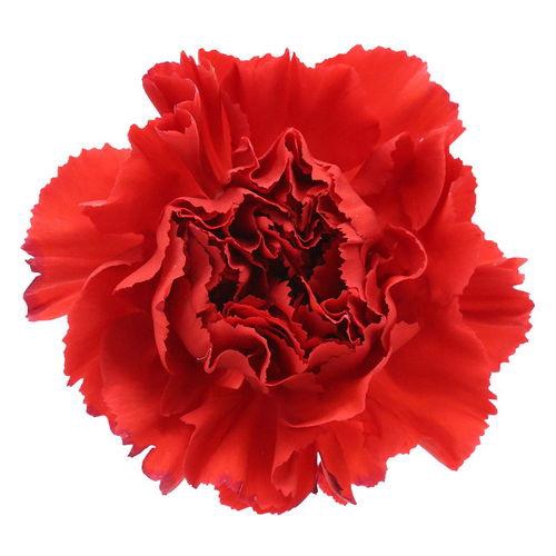 <h4>Dianthus St Gennaro</h4>