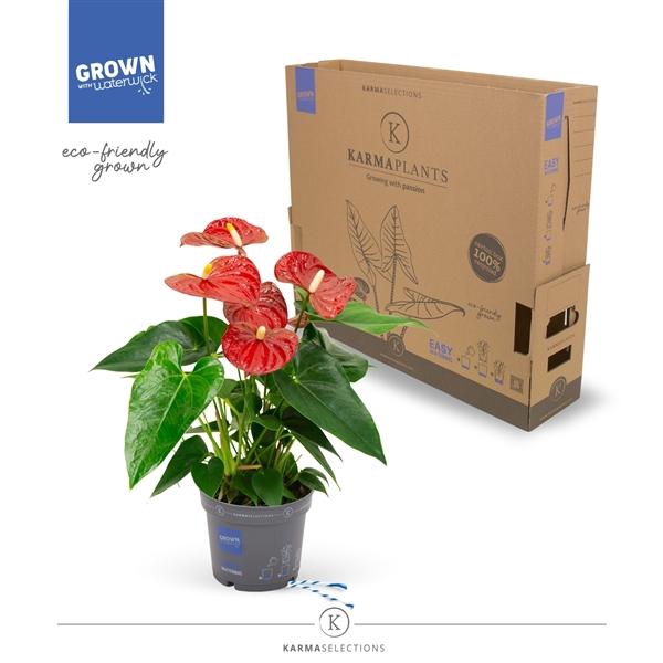 <h4>Anthurium - KARMA Red | 12cm | PLASTIC FREE</h4>