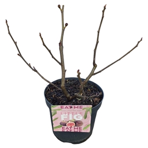 Ficus 'Little Miss Figgy'