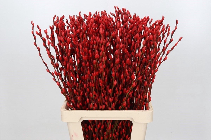 <h4>SALIX OV KLB H%</h4>
