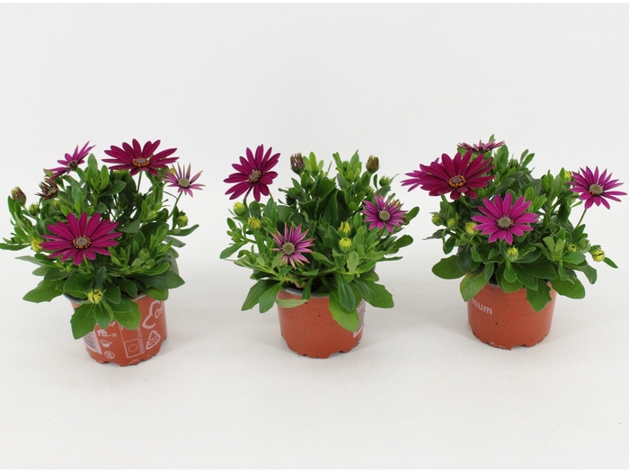 <h4>Osteospermum 'Sunny Mary'</h4>