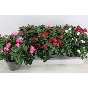RHODO SI VOGEL GEM