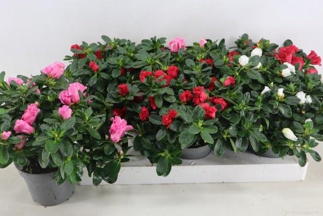 <h4>RHODO SI VOGEL GEM</h4>