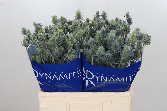 Eryngium Electric Dynamite