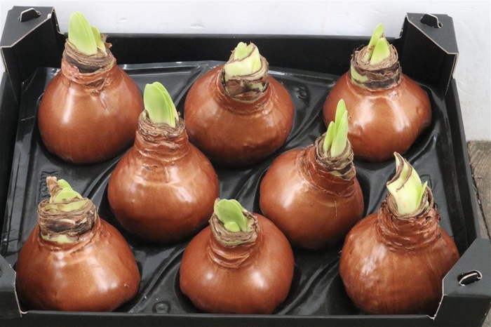 <h4>Wax Hipp Antique Gold</h4>