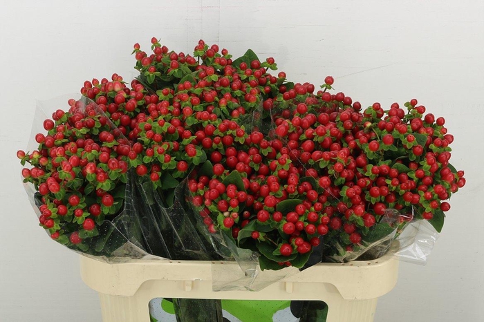 <h4>Hyp Tomato Flair</h4>