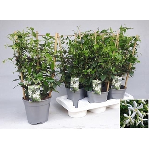 TRAC JASMINOIDES