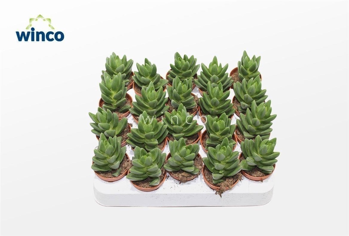 <h4>Crassula Ben</h4>