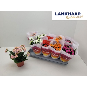 KAL GE PERF GEM 5 KL