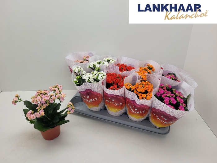 <h4>KAL GE PERF GEM 5 KL</h4>