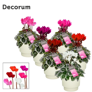 Cyclamen SS Picasso Mix Ivy Ceramics Decorum