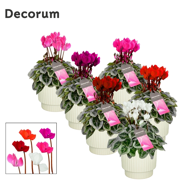<h4>Cyclamen SS Picasso Mix Ivy Ceramics Decorum</h4>