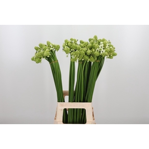 Ornithogalum Saundersiae