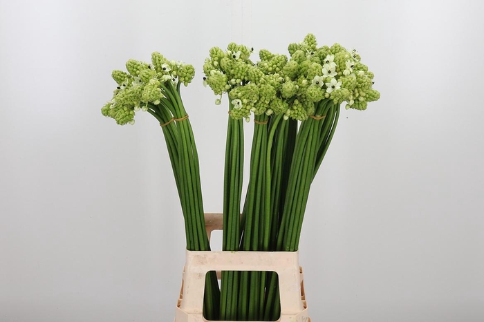 <h4>Ornithogalum Saundersiae</h4>