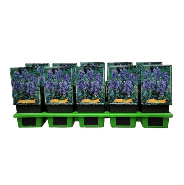 <h4>Aconitum Arendsii</h4>