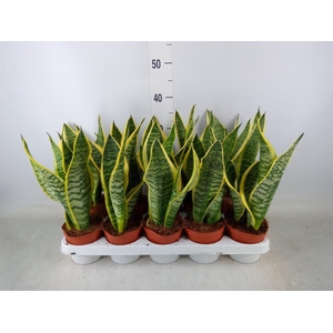 Sansevieria trifa. 'Futura Superba'
