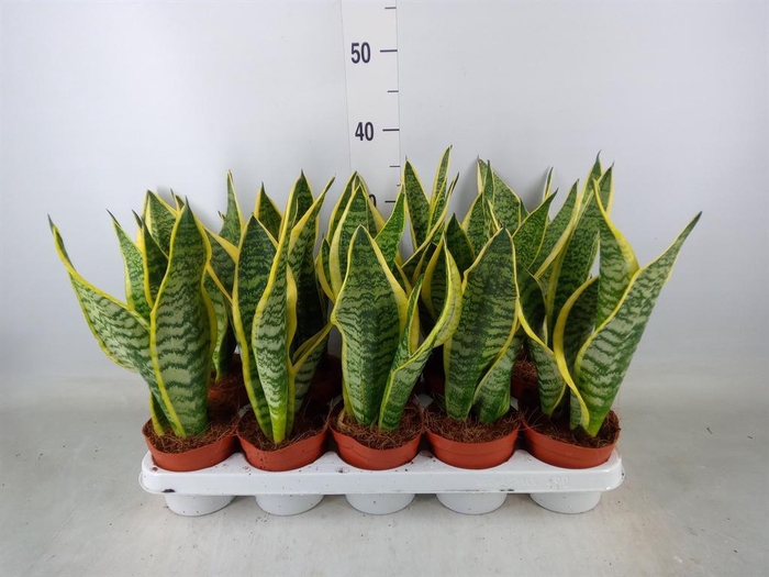 <h4>Sansevieria trifa. 'Futura Superba'</h4>