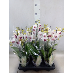 Phalaenopsis multi. 'FC Safe Haven'