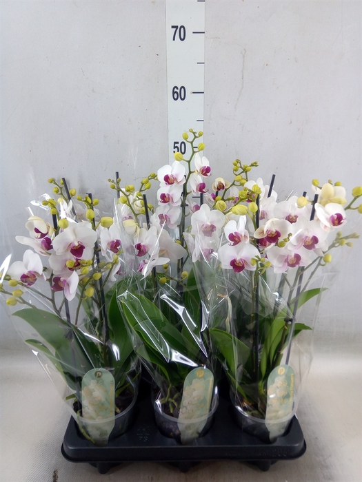 <h4>Phalaenopsis multi. 'FC Safe Haven'</h4>