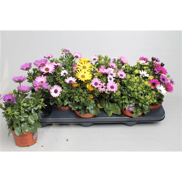<h4>Osteospermum Gemengd op bak p10,5</h4>