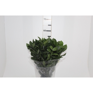 FOLHAGEM RUSCUS 050 CM