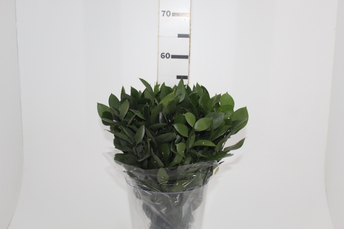 <h4>FOLHAGEM RUSCUS 050 CM</h4>