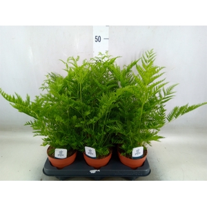 Pteris straminea