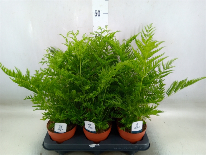 <h4>Pteris straminea</h4>