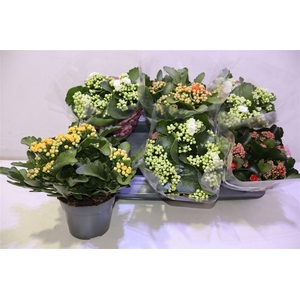 arr8 Kal Ge Grootb Gem