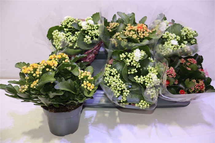 <h4>Kal Ge Grootb Gem</h4>