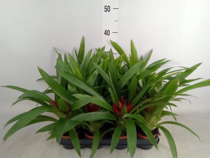 <h4>Guzmania  'Blitz'</h4>